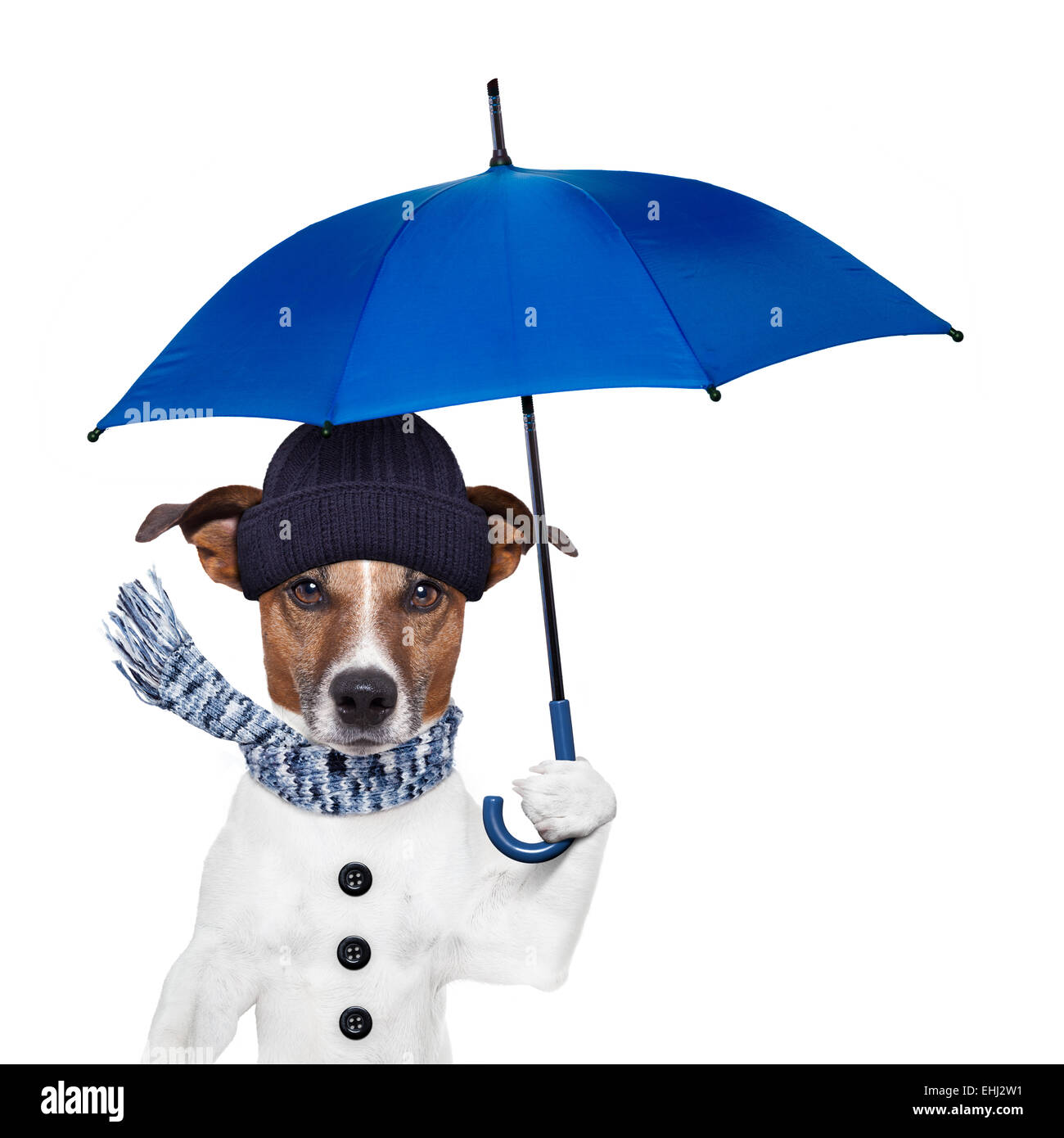 dog umbrella hat