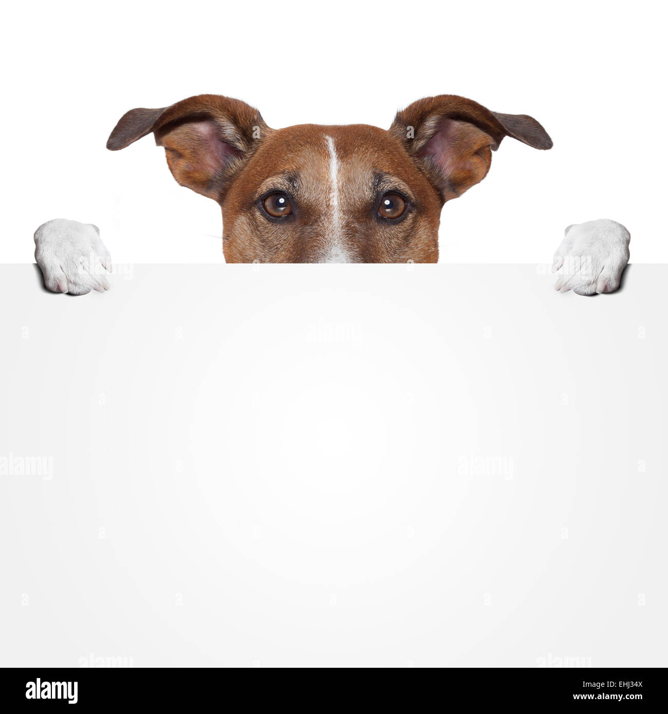 placeholder banner dog Stock Photo