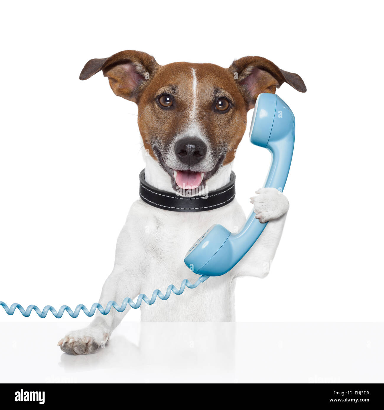 dog on the phone talking Stock Photo