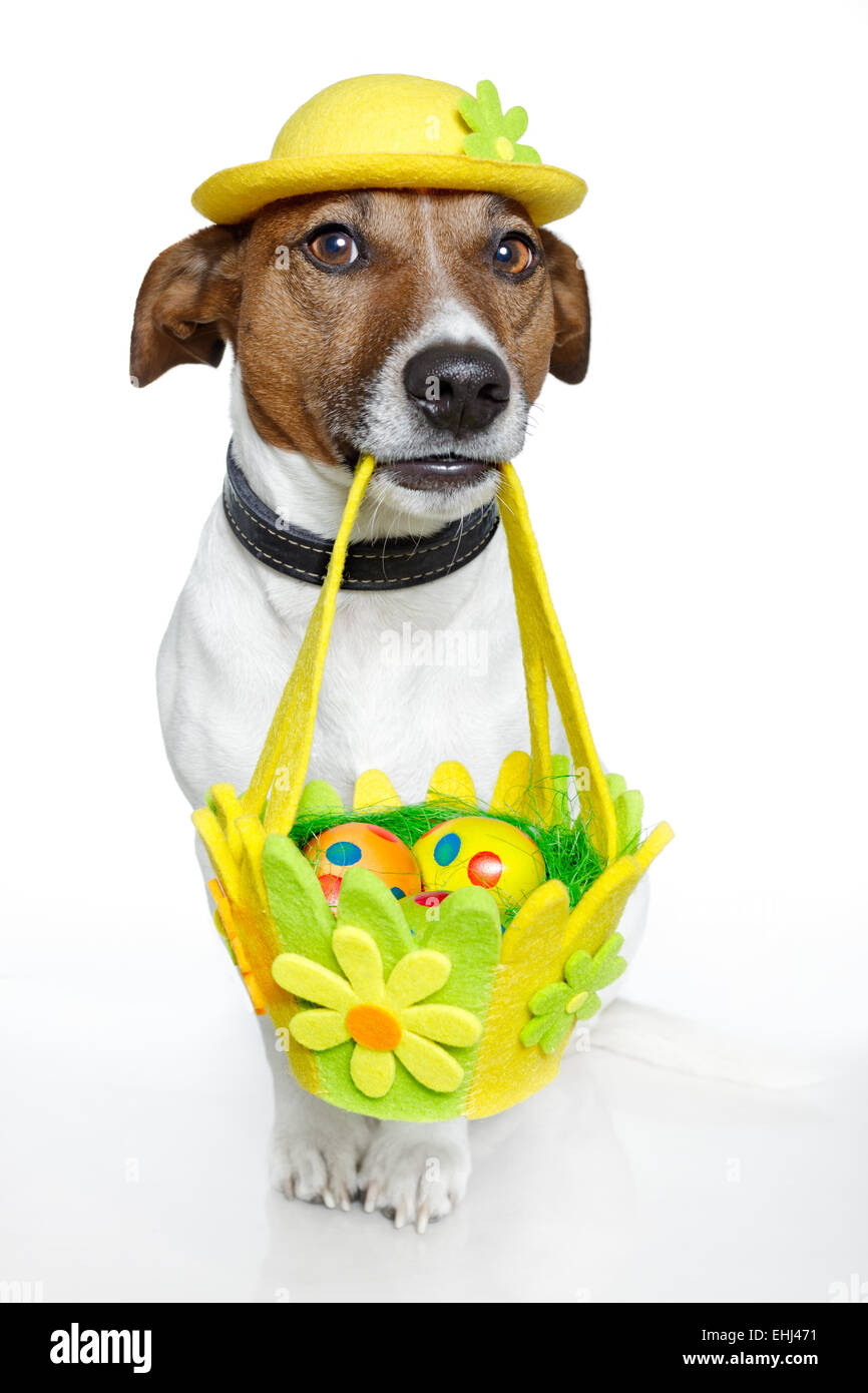 Dog eating easter egg hires stock photography and images Alamy