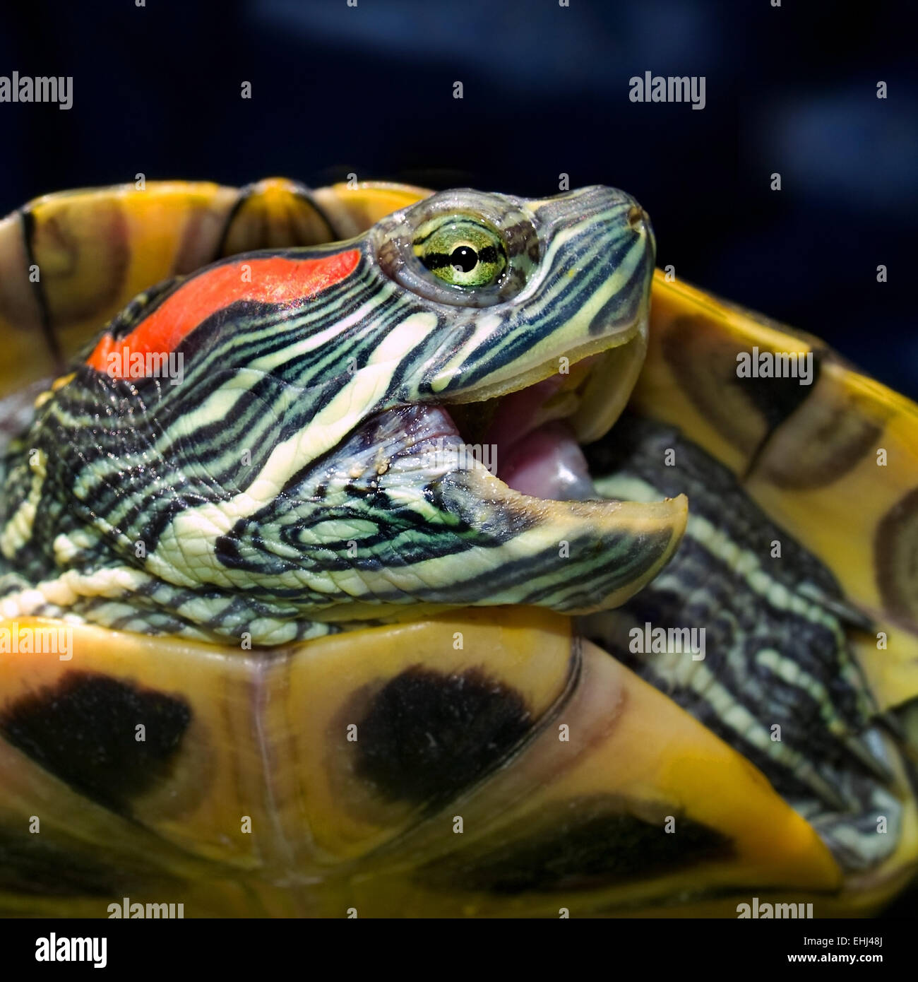 Portrait Of A Tortoise Trachemus Scripta square Stock Photo Alamy portrait-of-a-tortoise-trachemus-scripta-square-stock-photo-alamy