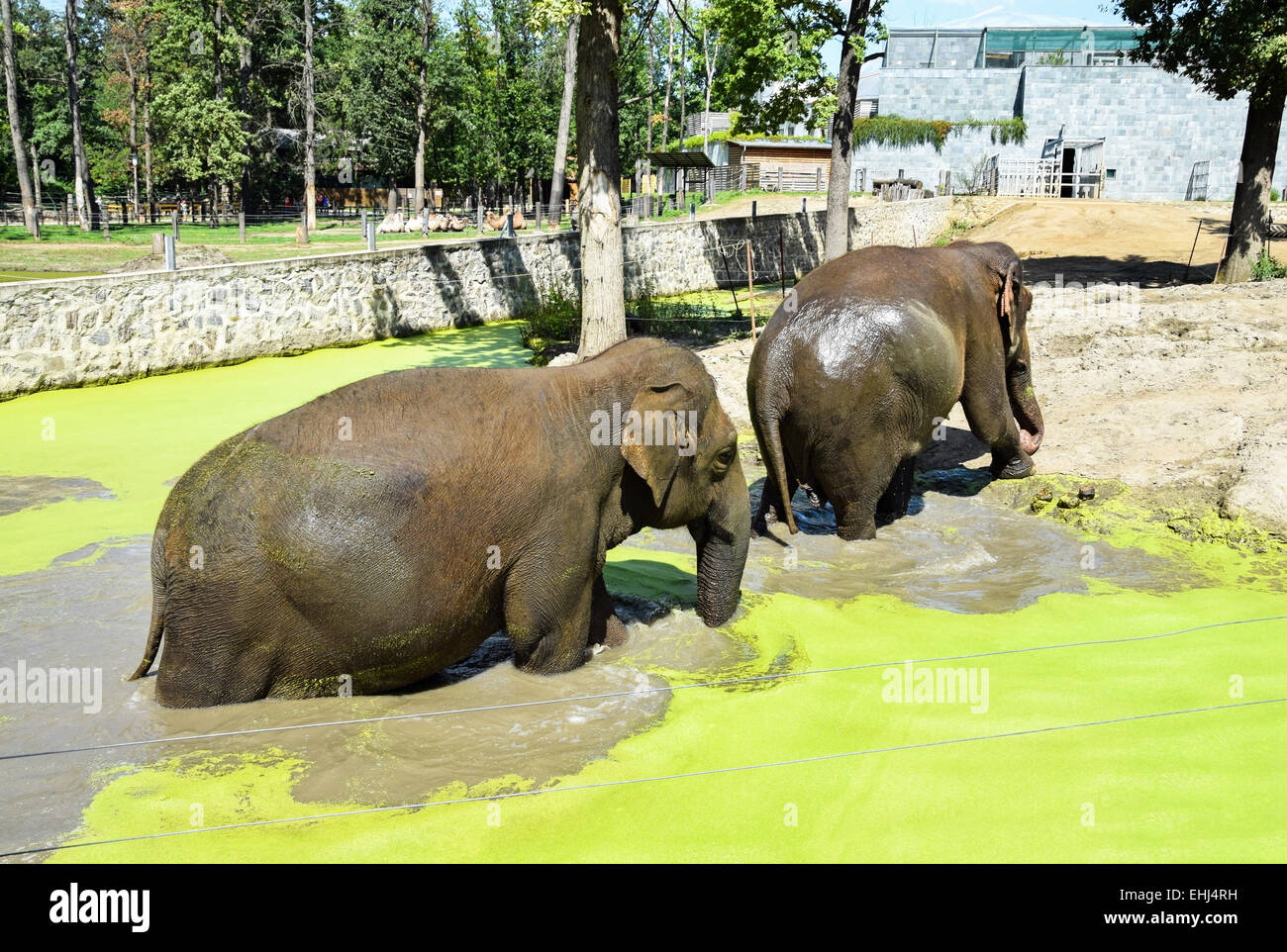Indian elephants are bathing Stock Photo