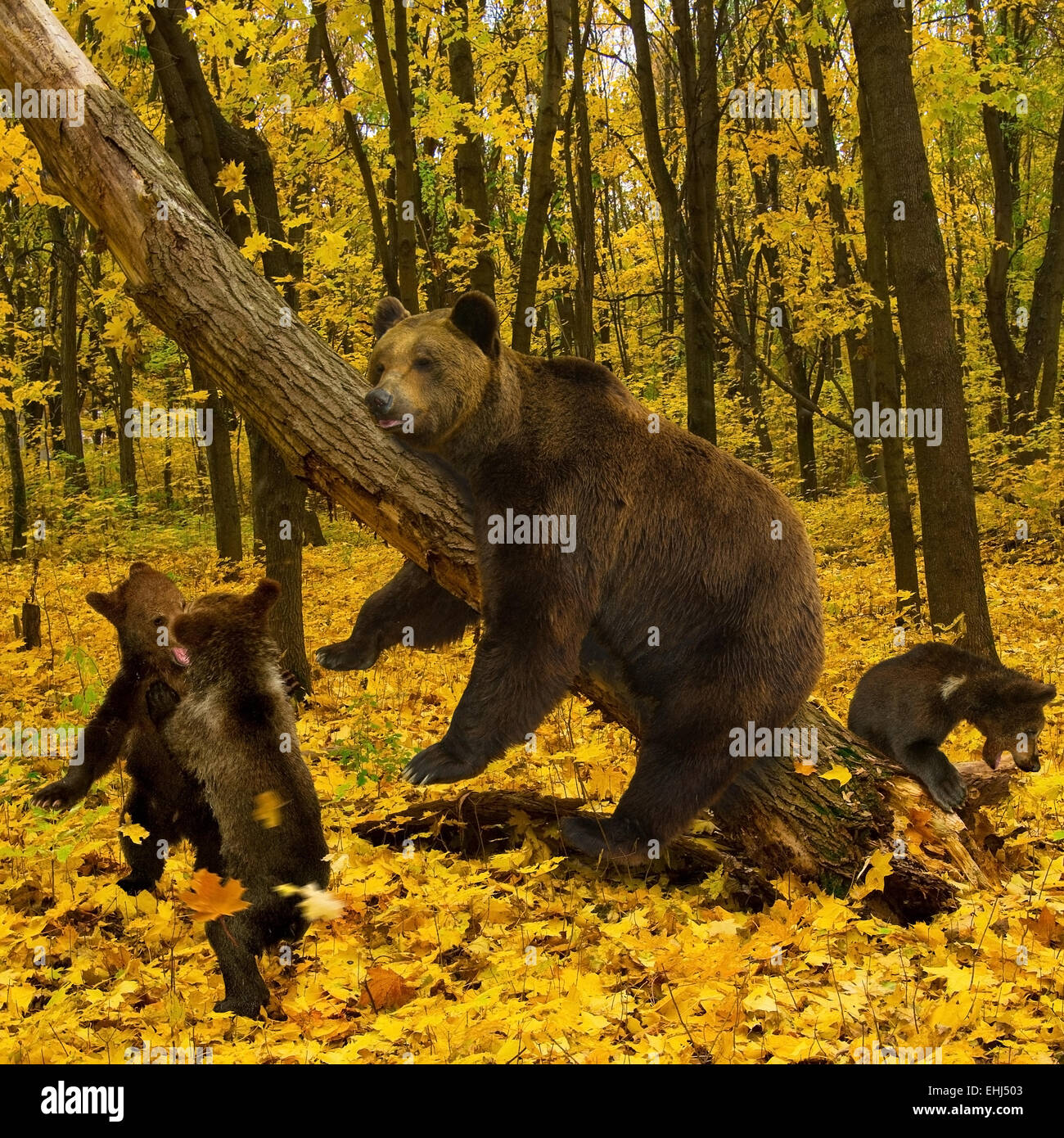 Bear with cubs(Ursus arctos arctos)reserve Polissya Zhytomyr region,square Stock Photo