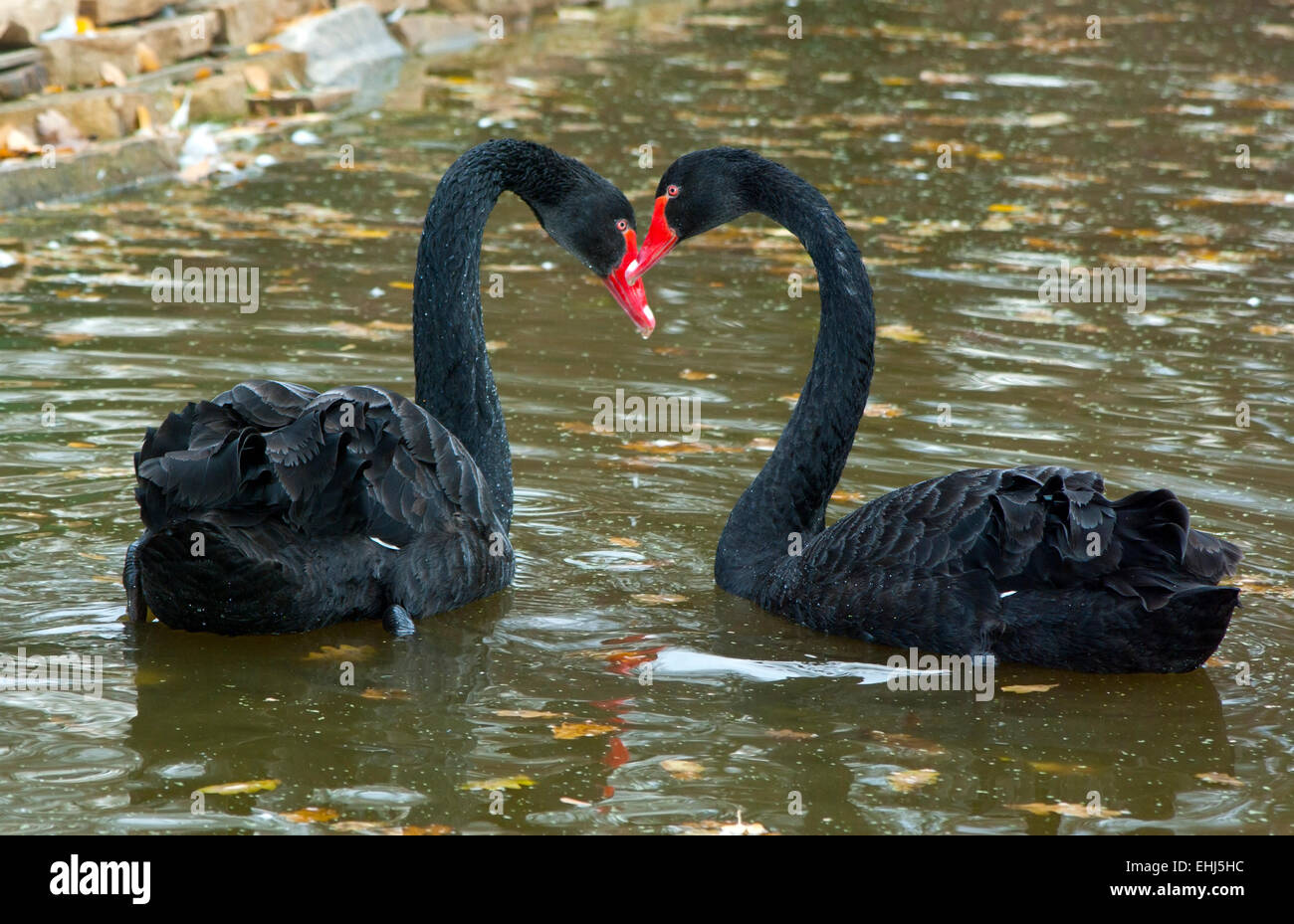 black swans,(Cyqnus atratis) Europe Ukraine Kharkov ecological Park,horizontal Stock Photo