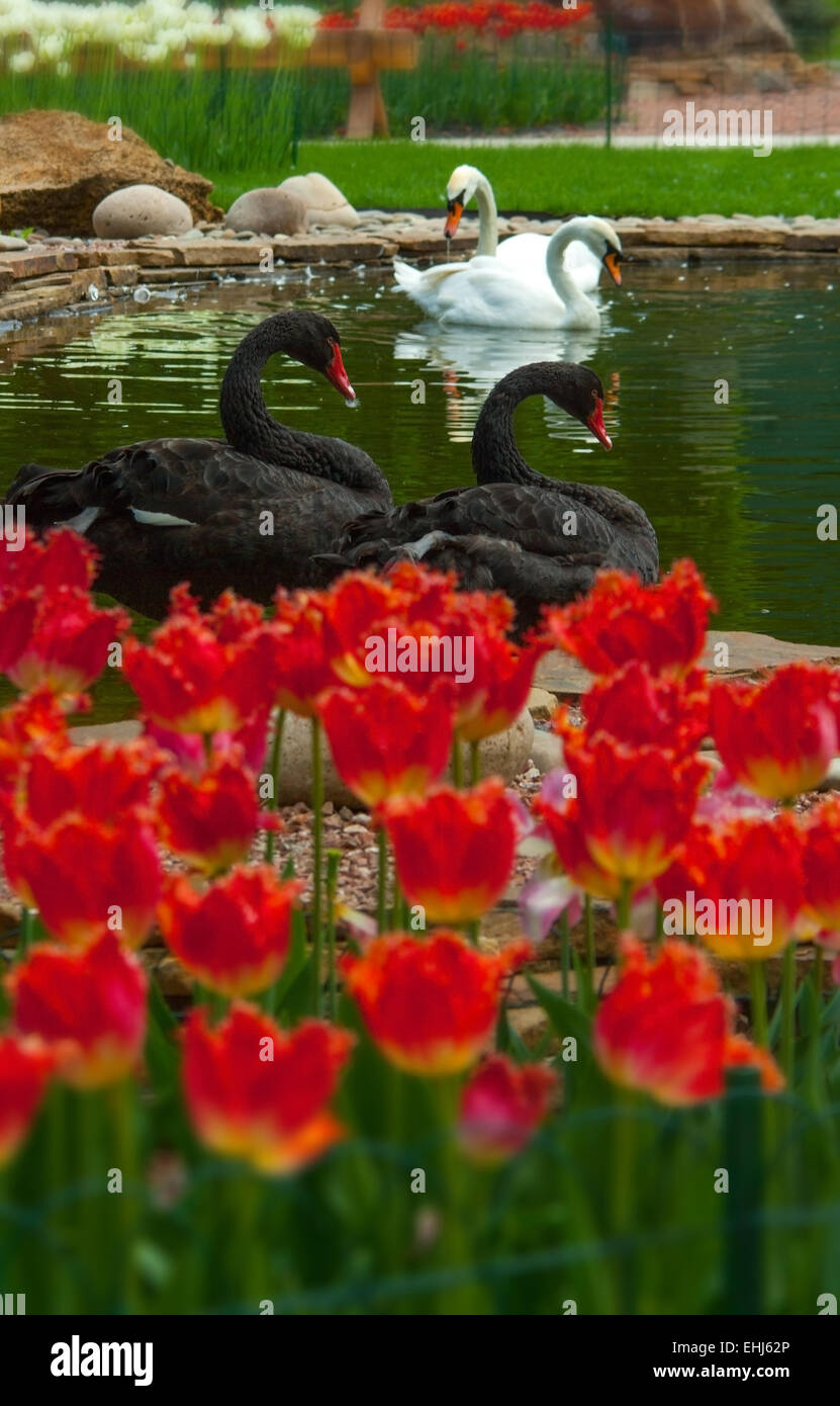 Swans(Cyqnus olor)(Cyqnus atratus)Europe Ukraine Kharkov red Tulips(Tulipa)vertical. Stock Photo