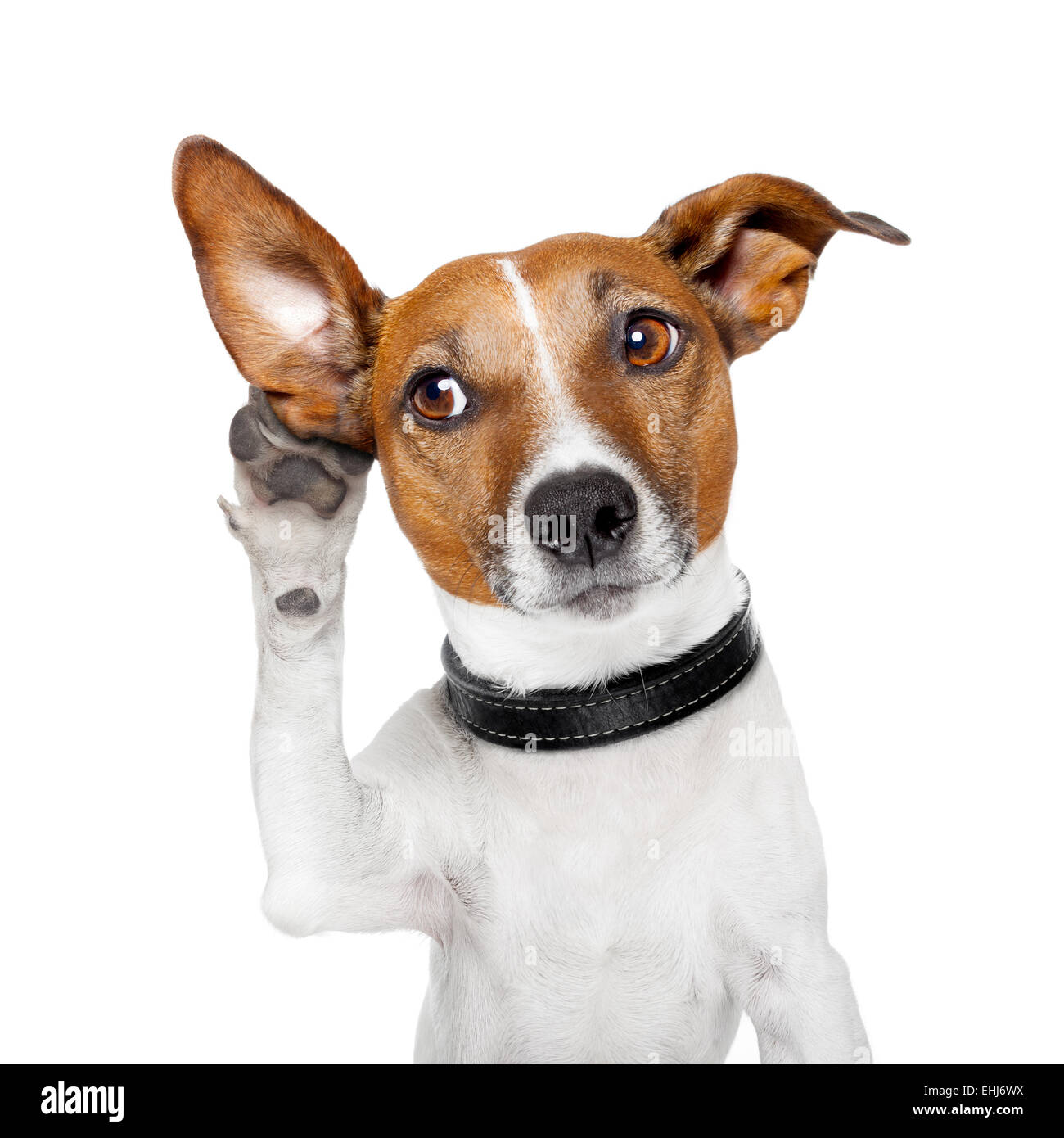 dog listening with big ear Stock Photo