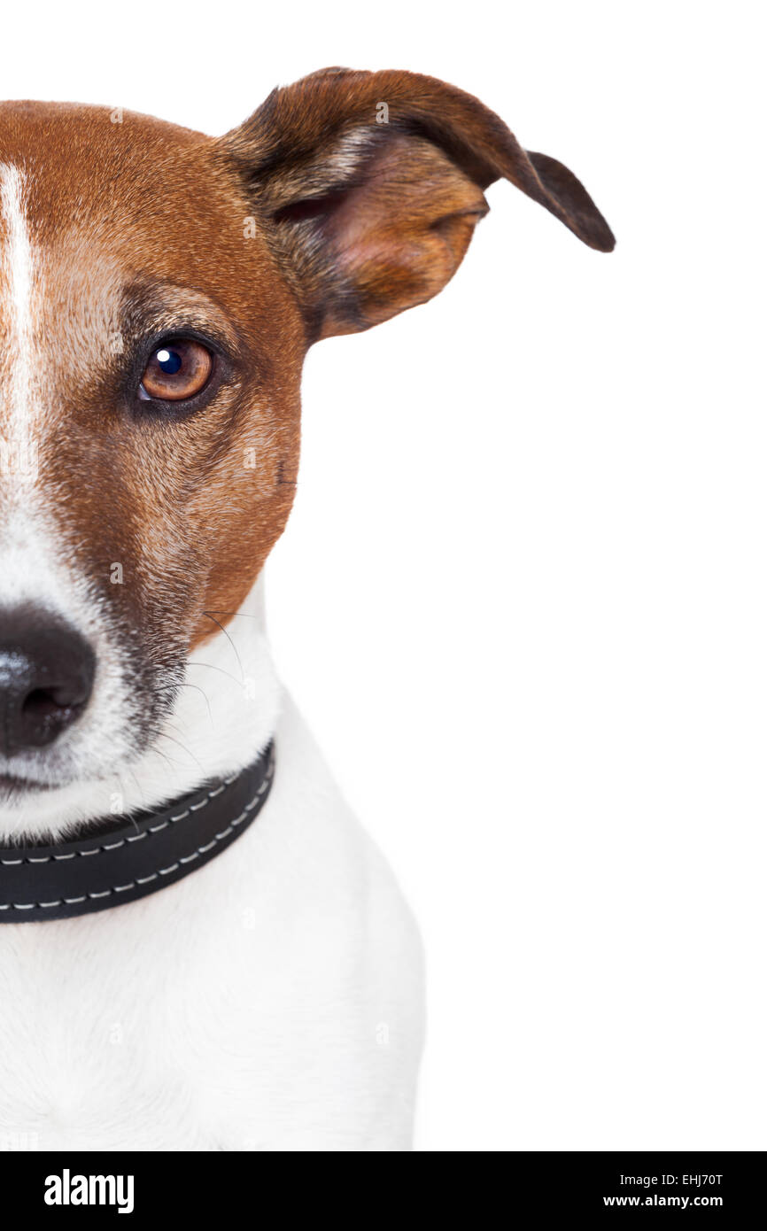 placeholder banner dog Stock Photo