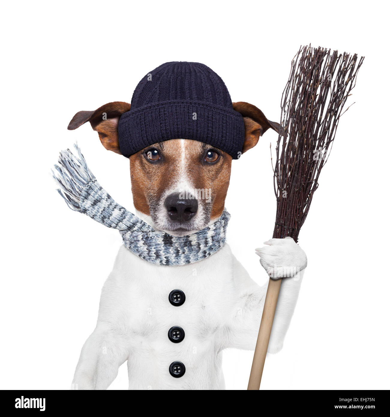 rain broom dog Stock Photo Alamy