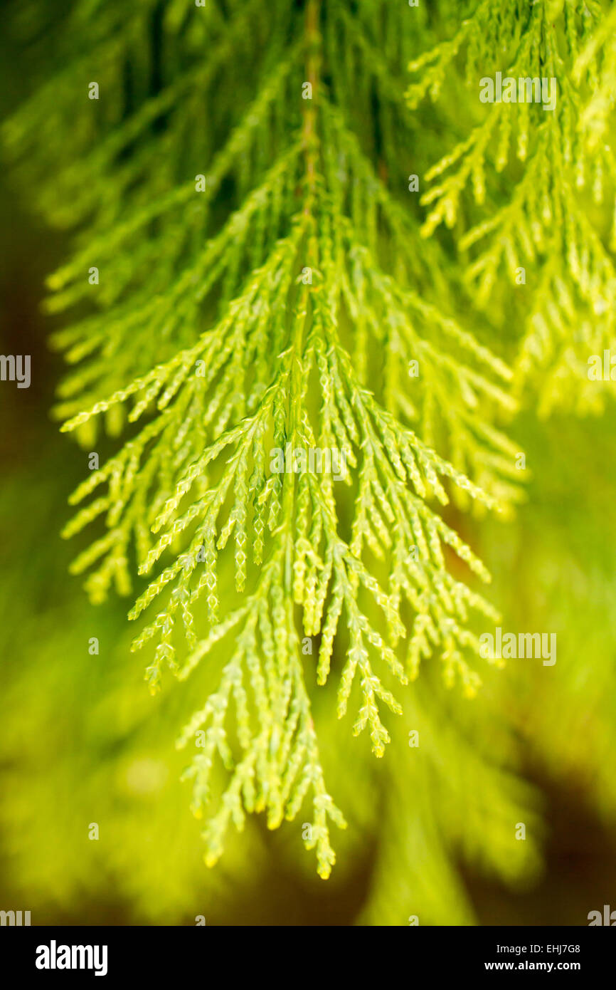 one twig of a green thuja Stock Photo