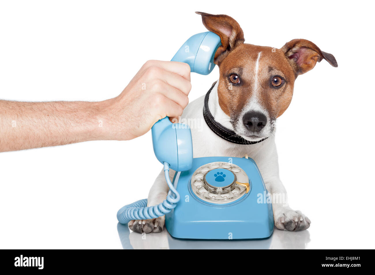 dog on the phone with male hand Stock Photo