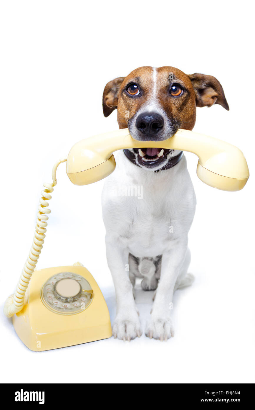dog phone call Stock Photo Alamy