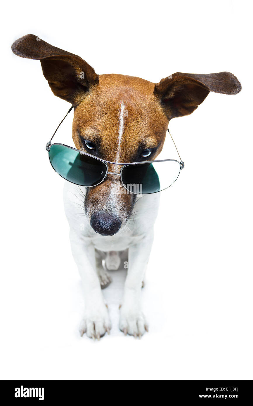 dog with funny shades Stock Photo Alamy
