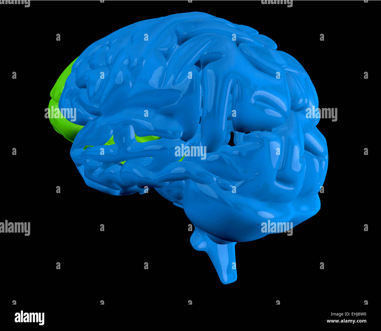 Blue brain with highlighted frontal lobe Stock Photo