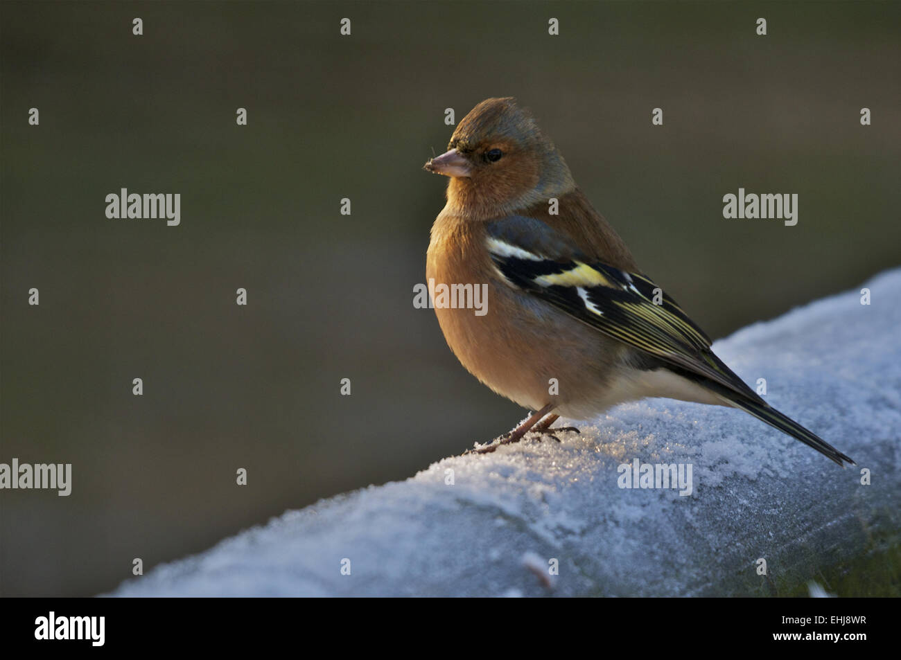 Common pins hi-res stock photography and images - Alamy