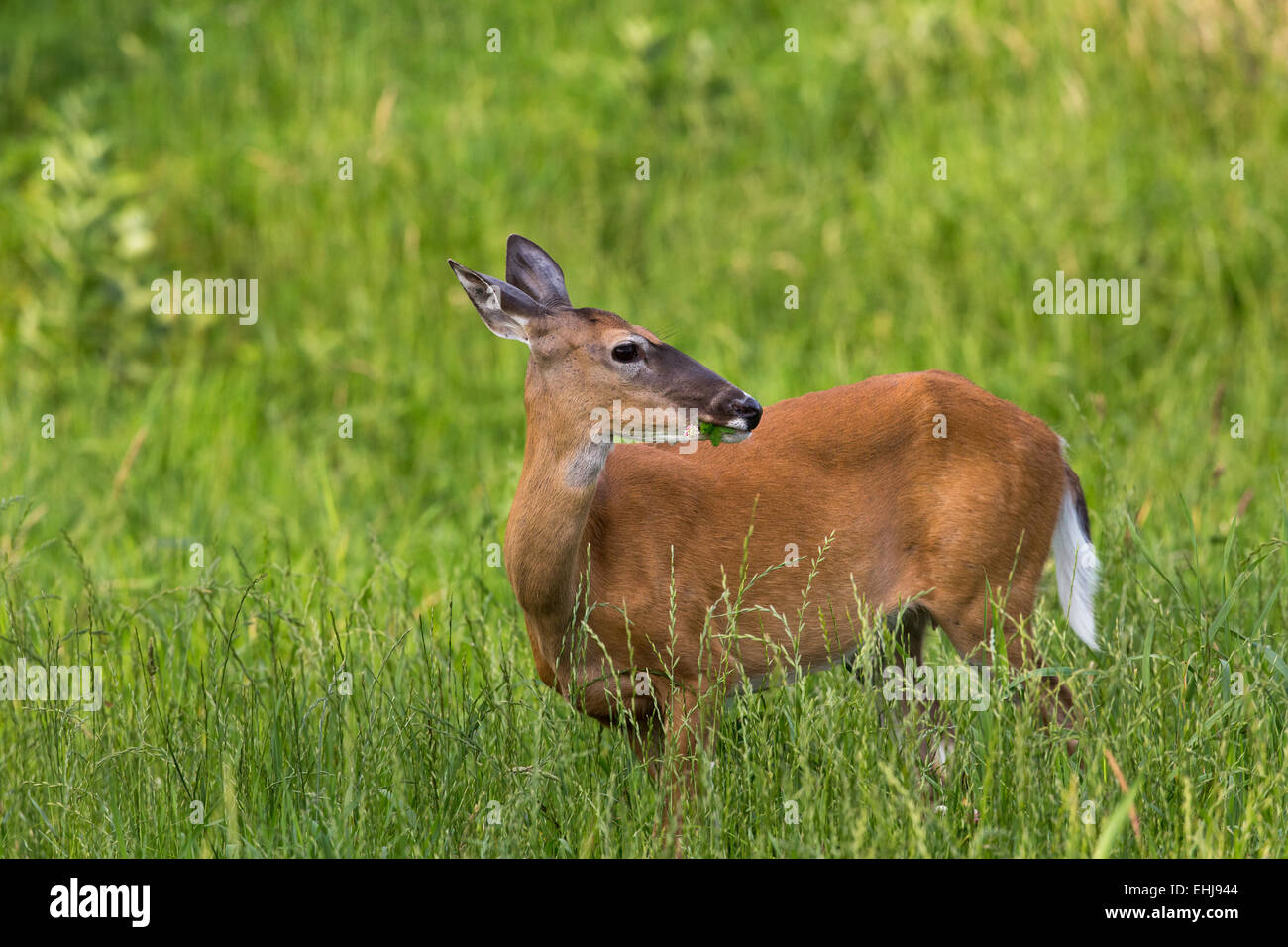 Whitetailed doe eating clover Stock Photo Alamy