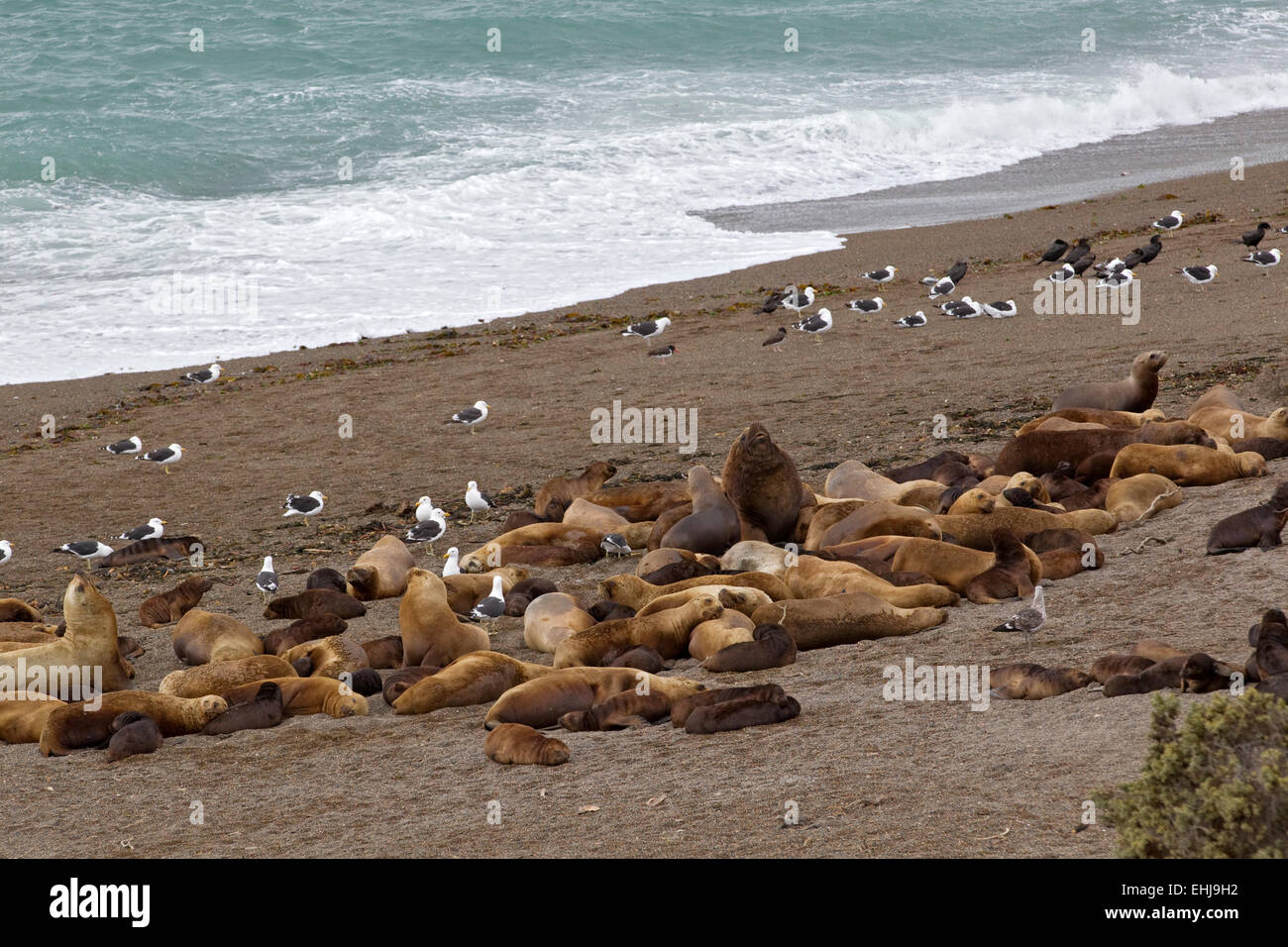 South American sea lions (Otaria flavescens) hauled out on beach of Punta Norte, Peninsula Valdes, Patagonia, Argentina Stock Photo