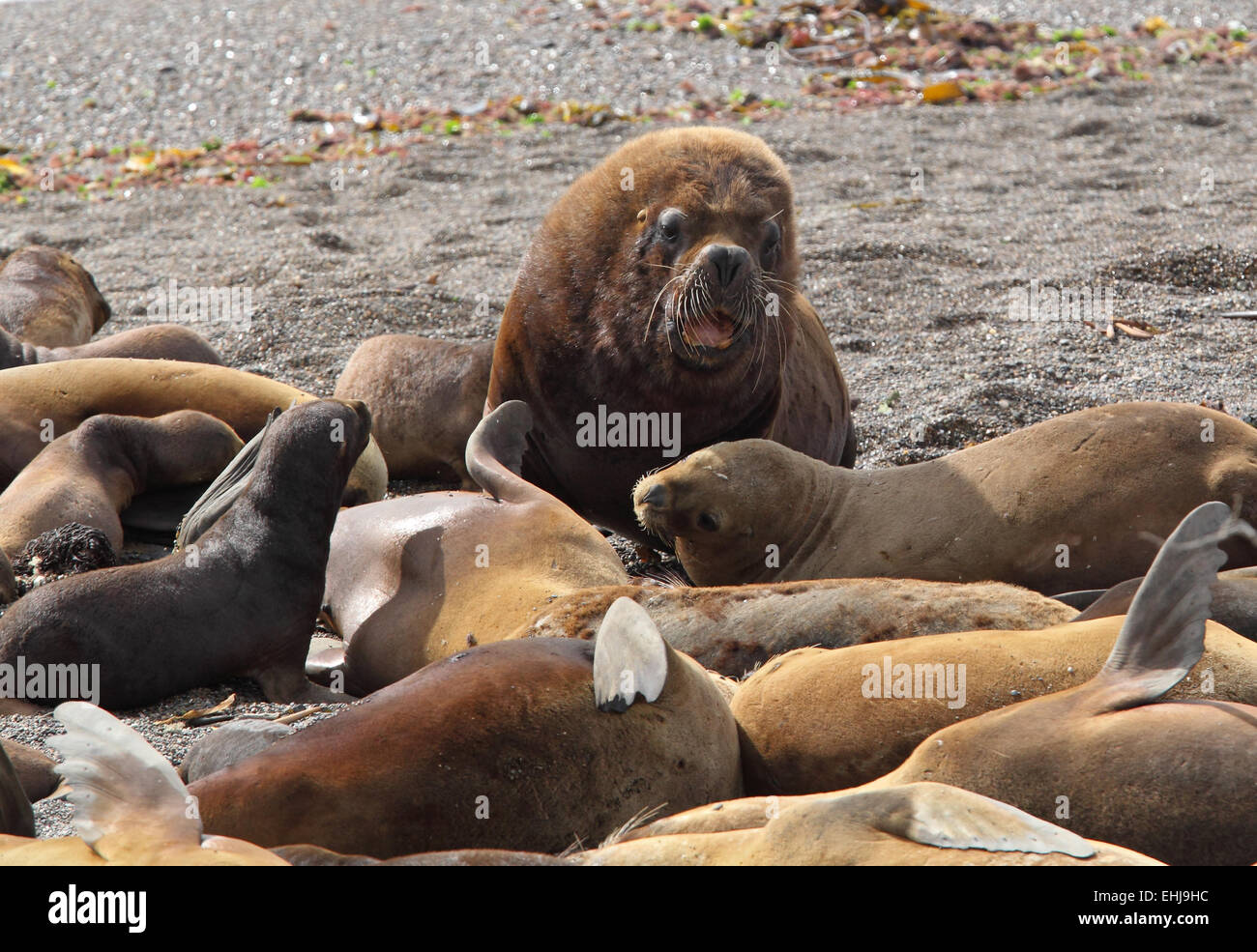 South American sea lion (Otaria flavescens) male and females on beach of Punta Norte, Peninsula Valdes, Patagonia, Argentina Stock Photo