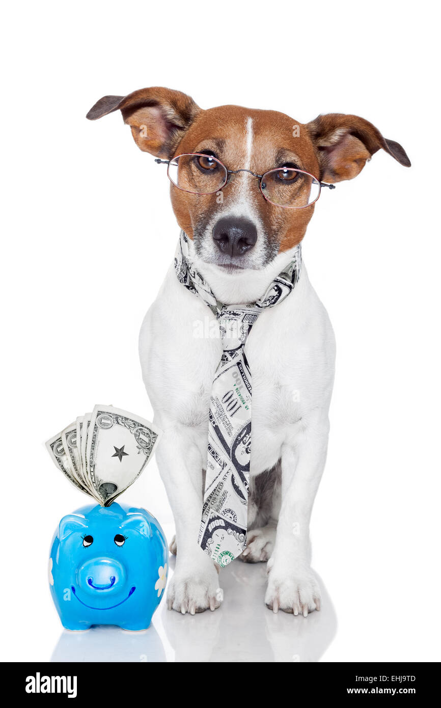 dog with piggy bank Stock Photo Alamy