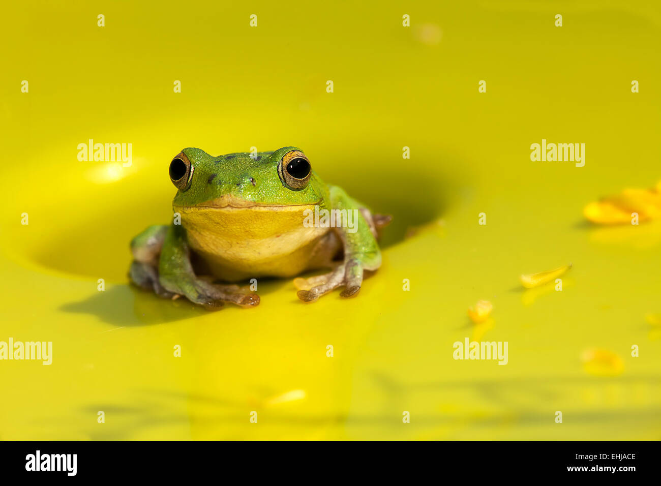 Chirping tree frogs are courting in the forest,Taiwan for adv or others purpose Stock Photo