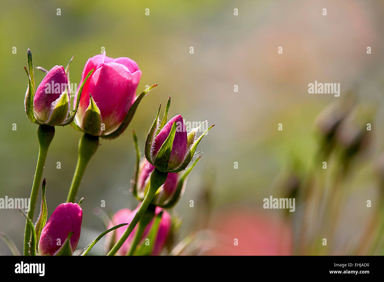 Red rose for adv or others purpose use Stock Photo Alamy