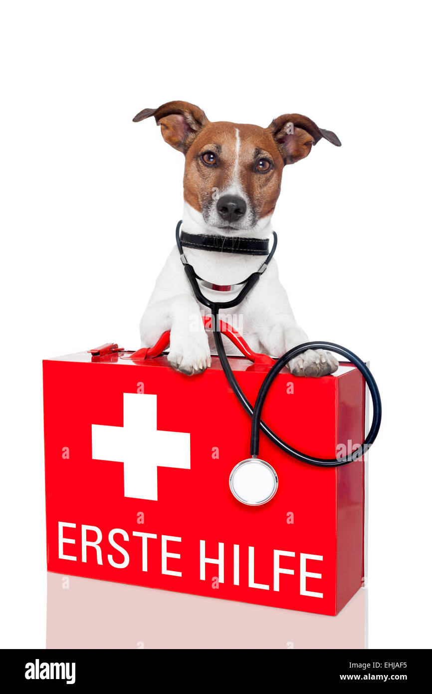 first aid dog Stock Photo Alamy