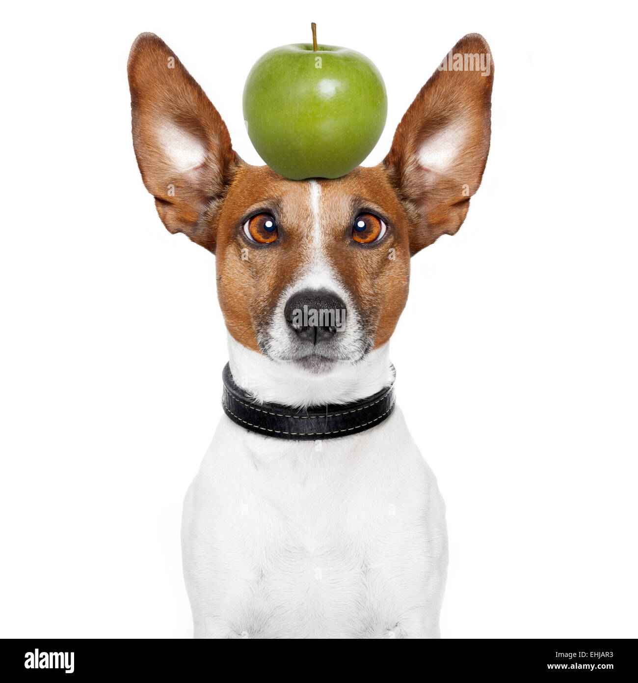 crazy dog with big lazy eyes and an apple Stock Photo
