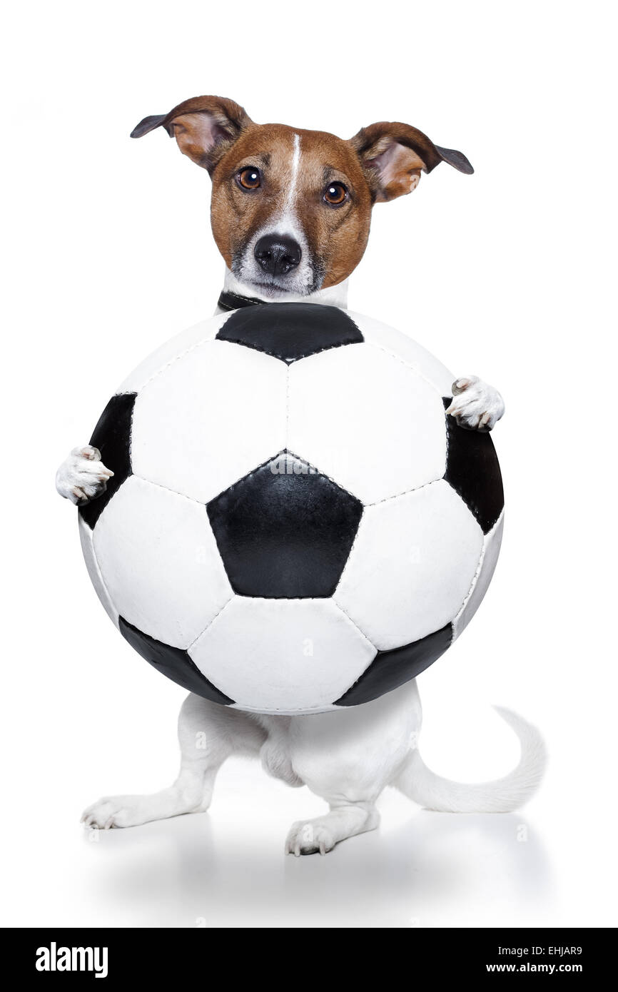 dog with a white soccer ball Stock Photo Alamy