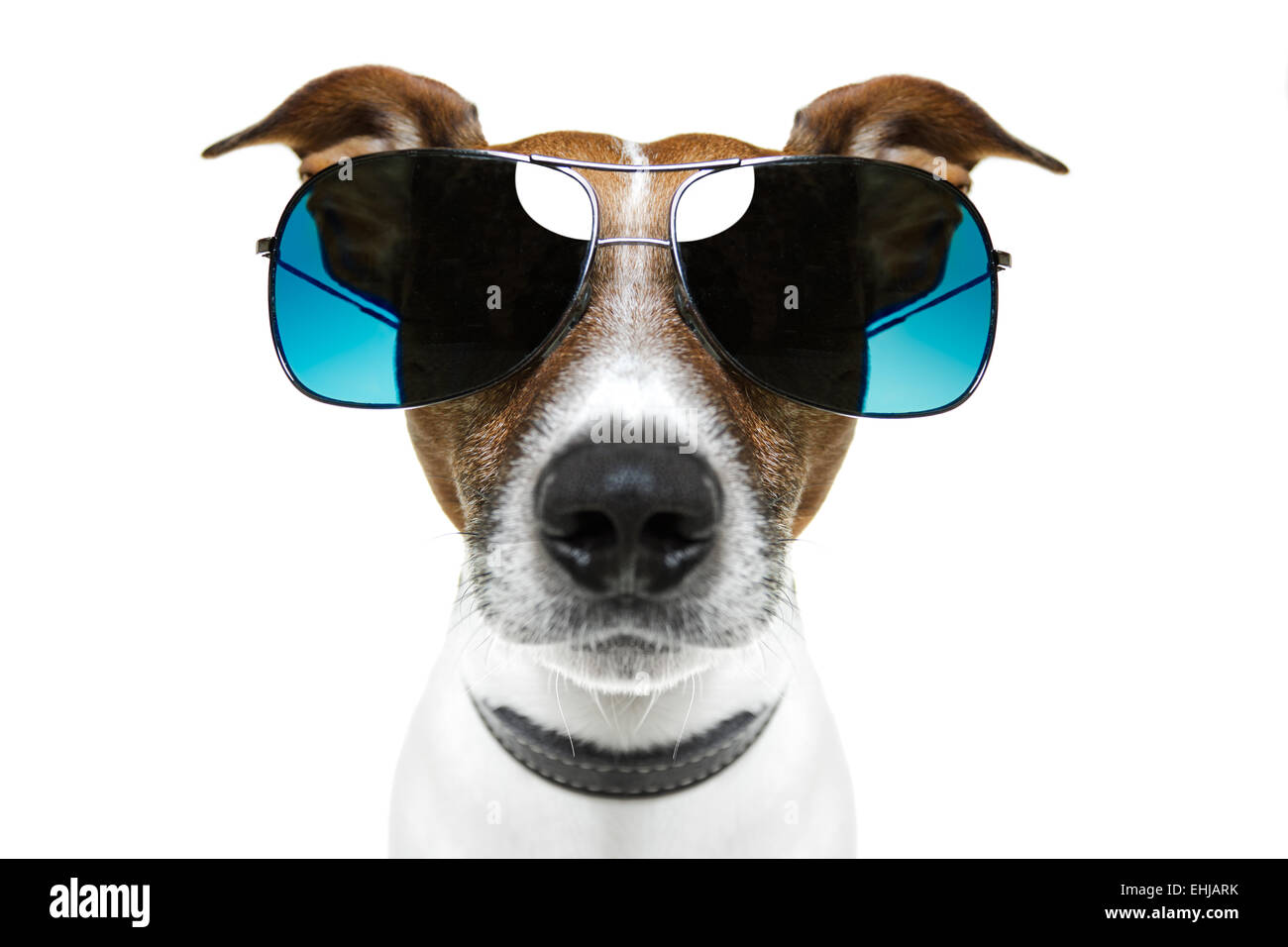 dog with funny shades Stock Photo Alamy