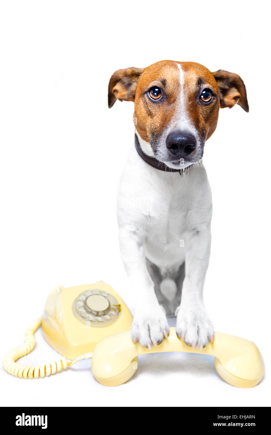 dog phone call Stock Photo Alamy