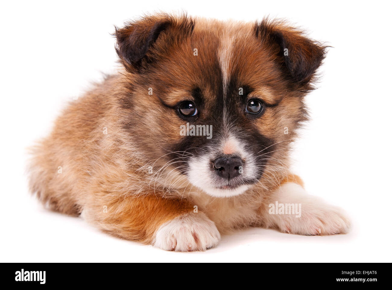 Puppy isolated on white background Stock Photo - Alamy