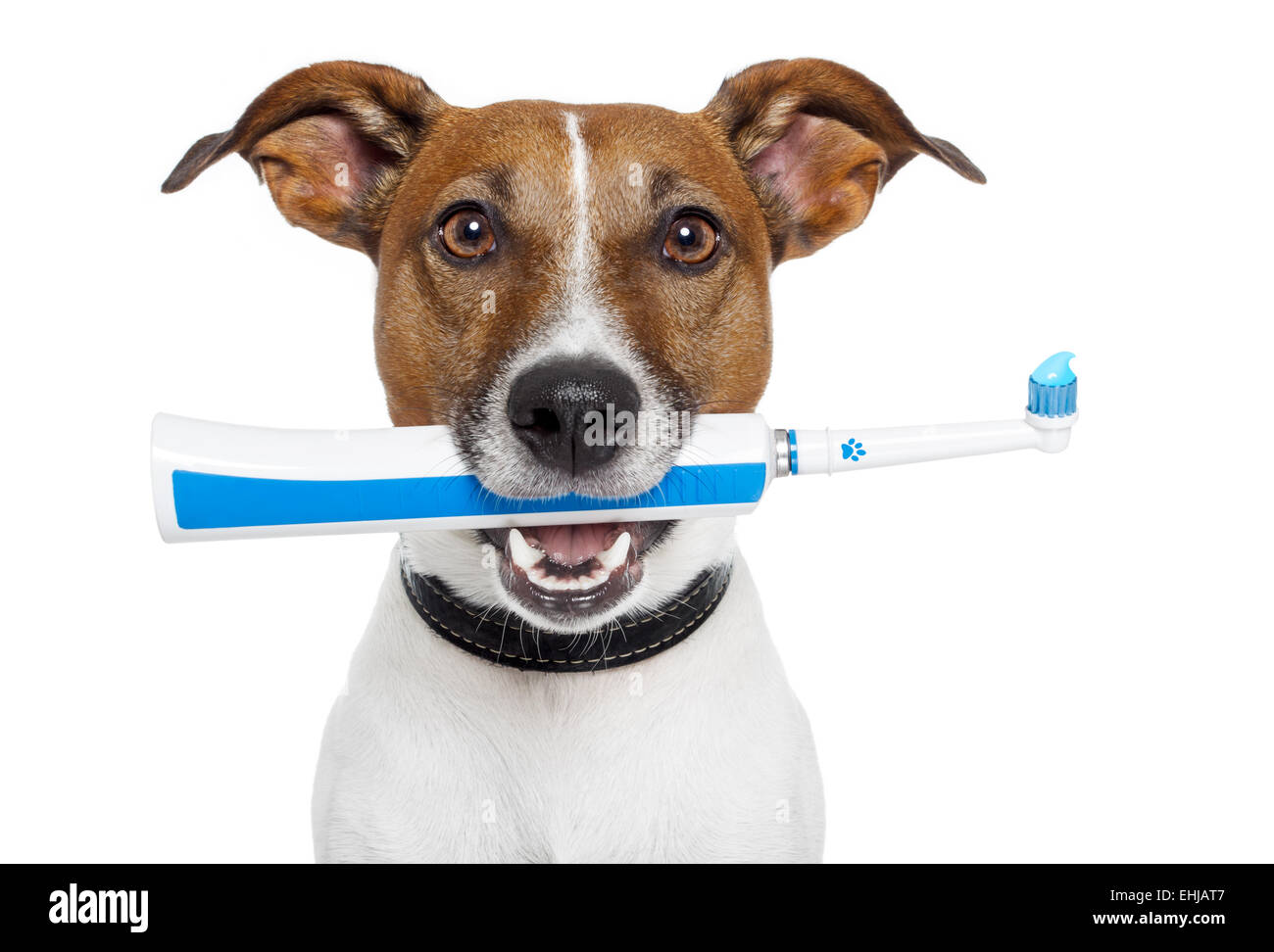 Can Dogs Use Human Toothbrush