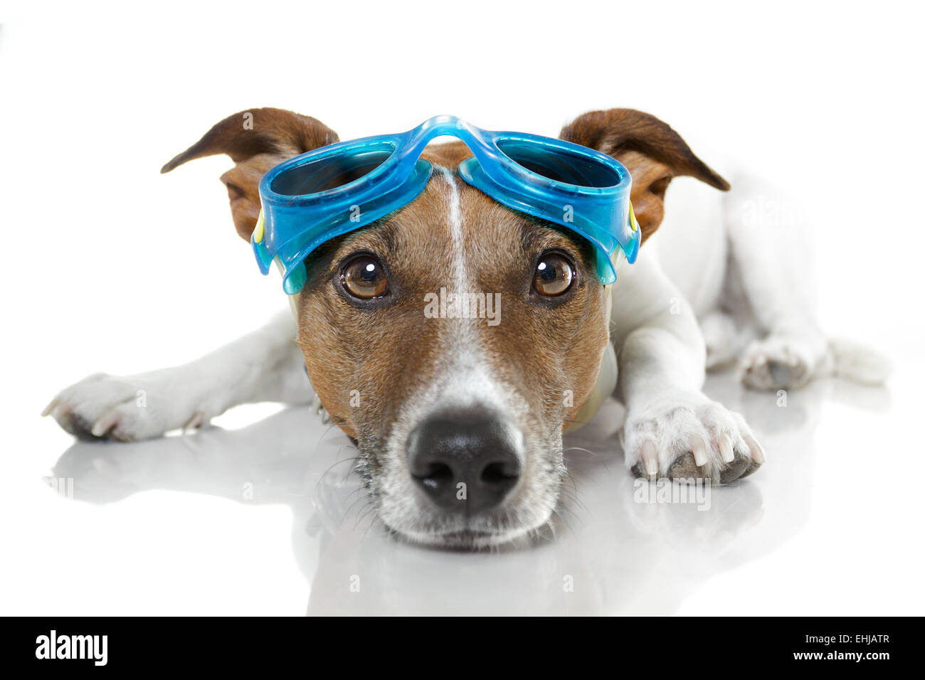 Dog with blue goggles Stock Photo Alamy