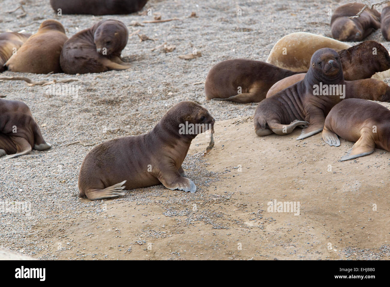 south-american-sea-lion-otaria-flavescens-pups-playing-on-beach-of