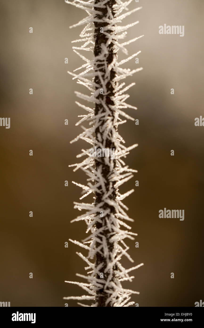 hoarfrost on a thin branch Stock Photo