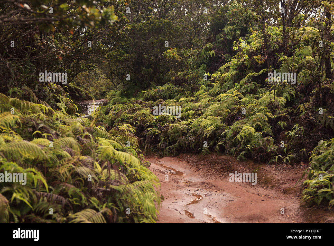 Pihea Vista trail near The Alakai Wilderness Preserve, one of the wettest places on earth, Kauai, Hawaii, USA Stock Photo