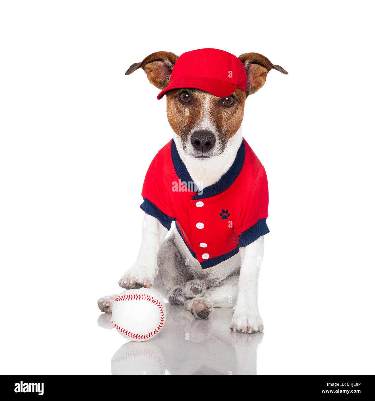 baseball dog Stock Photo