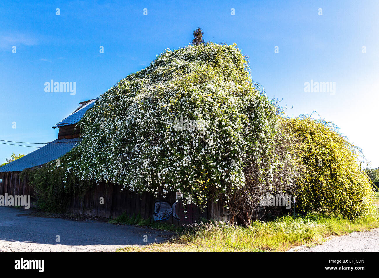 An Old Barn in Modesto California covered by trailing roses Stock Photo