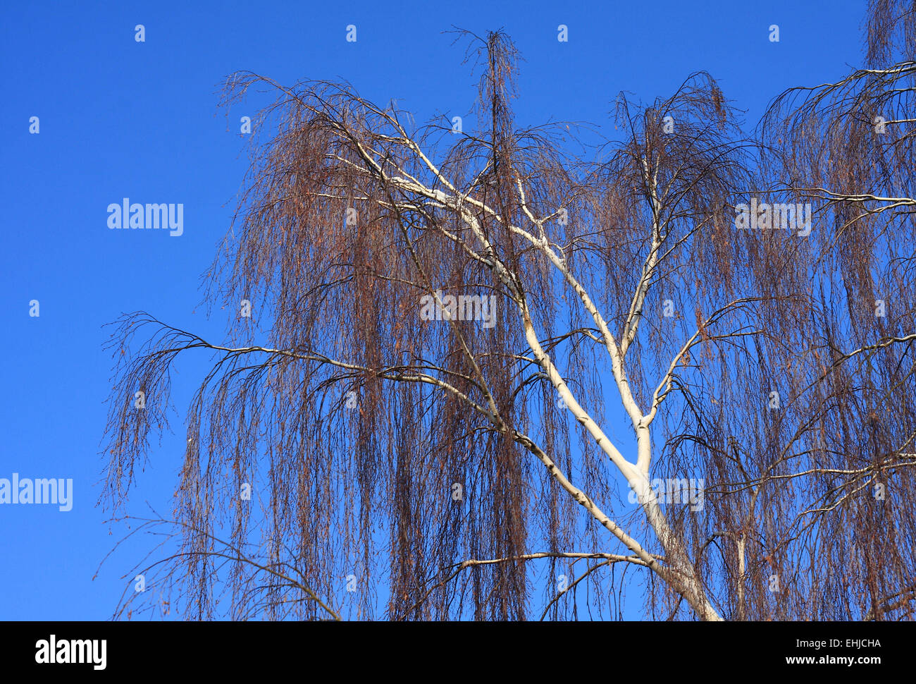 White Birch Stock Photo Alamy