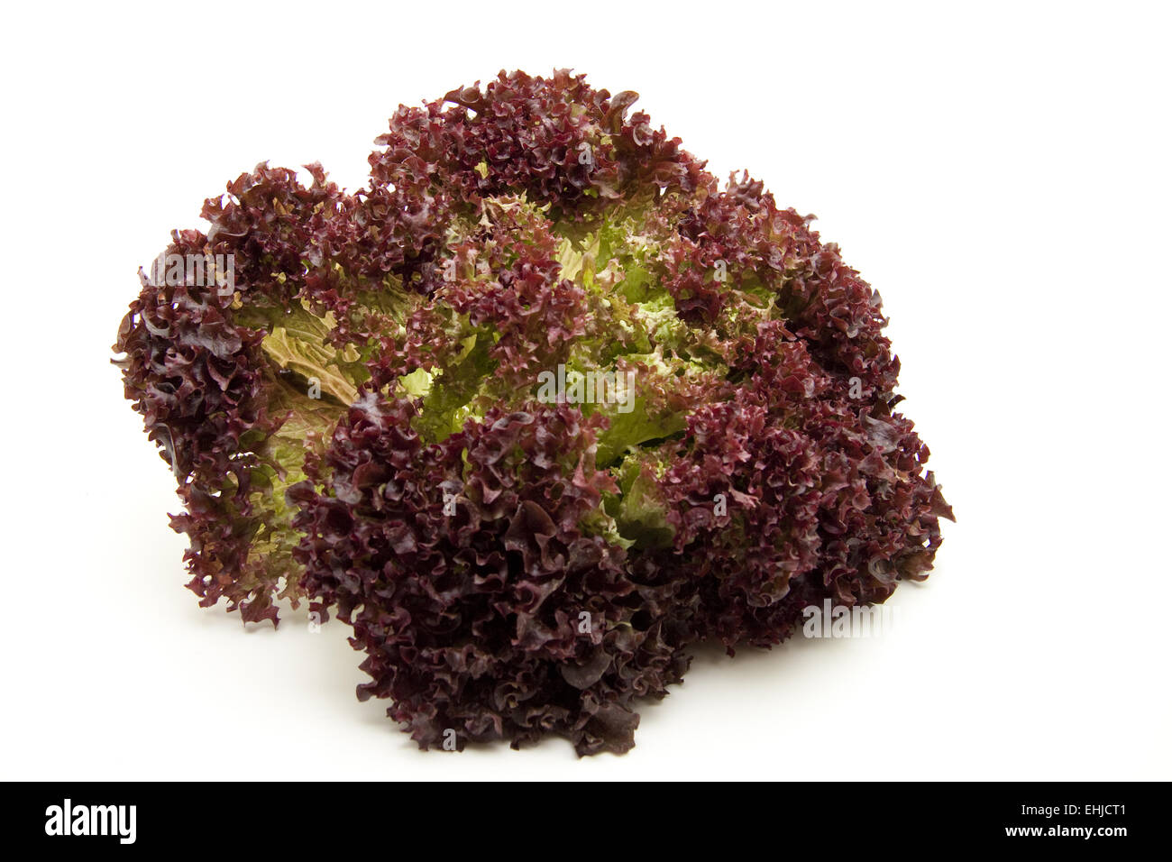Frizzily salad Stock Photo