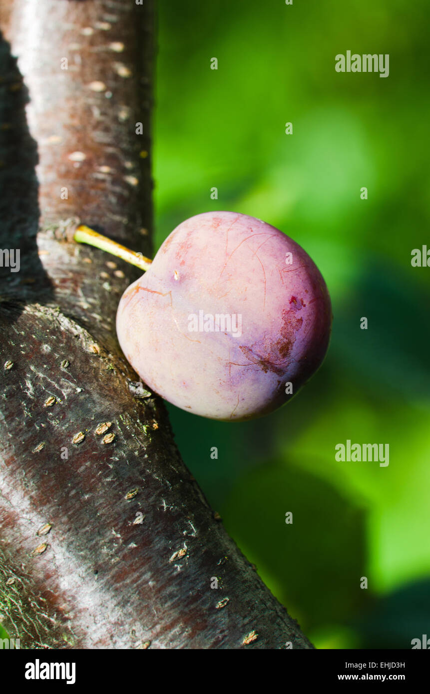 Ripening plum fruit on a tree, closeup Stock Photo Alamy