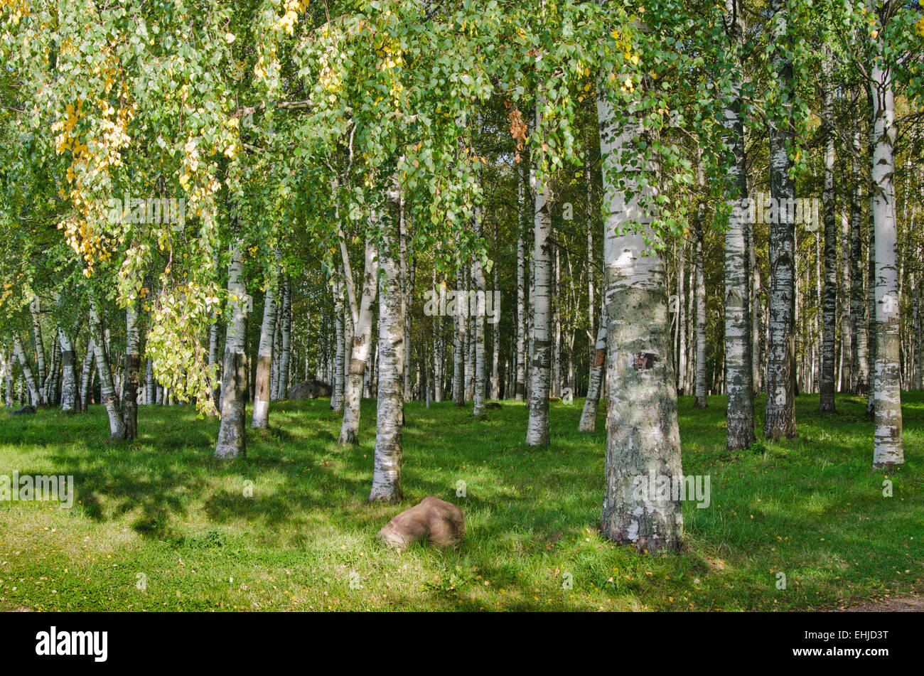 Birch Grove on the last day of summer Stock Photo - Alamy