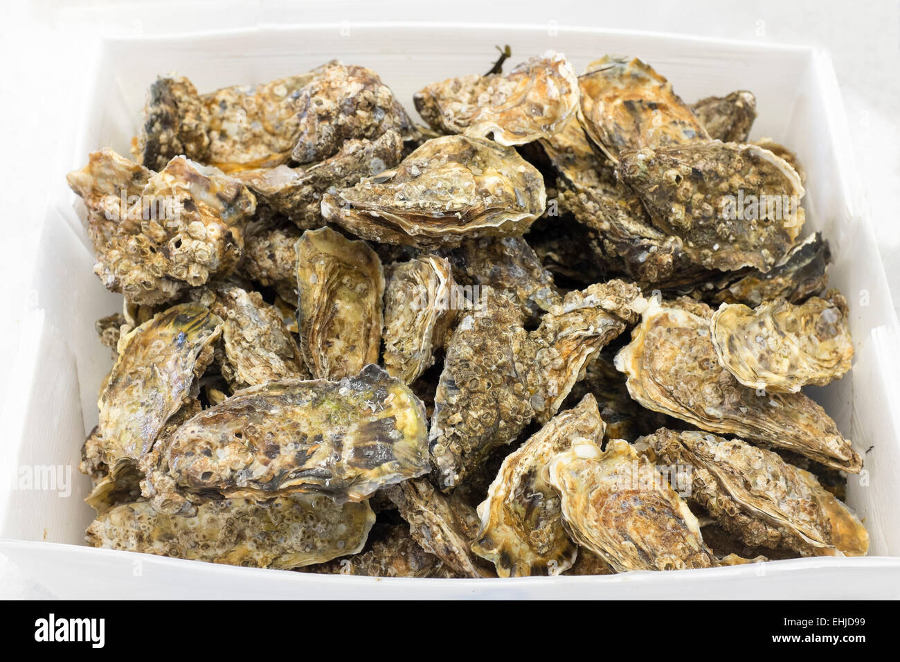 Oysters at Whitstable Fish Market in Kent England Stock Photo