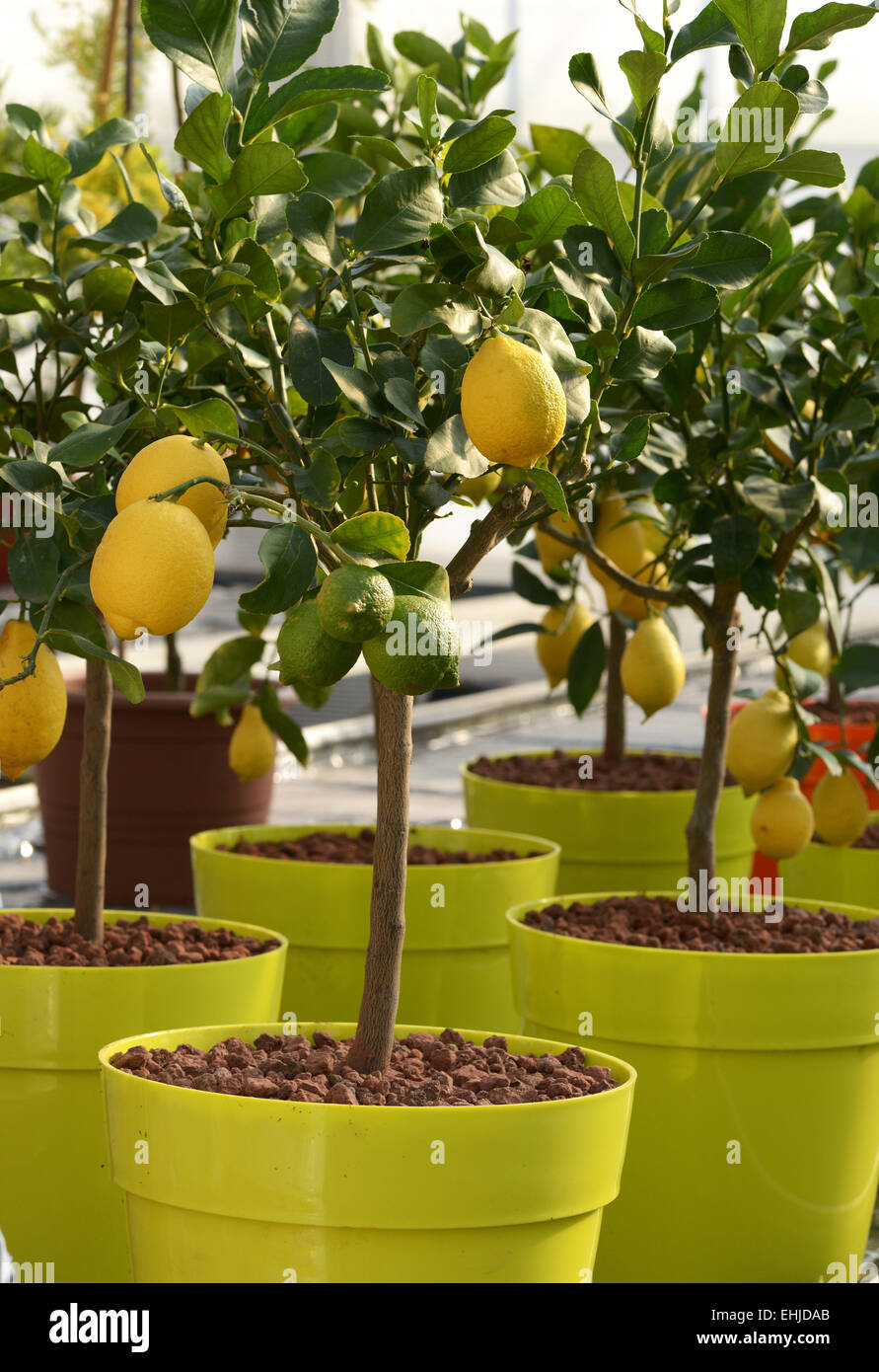 Close up Plenty of Small Lemon Trees with Yellow and Green Fruits Growing on Yellow Pots. Stock Photo