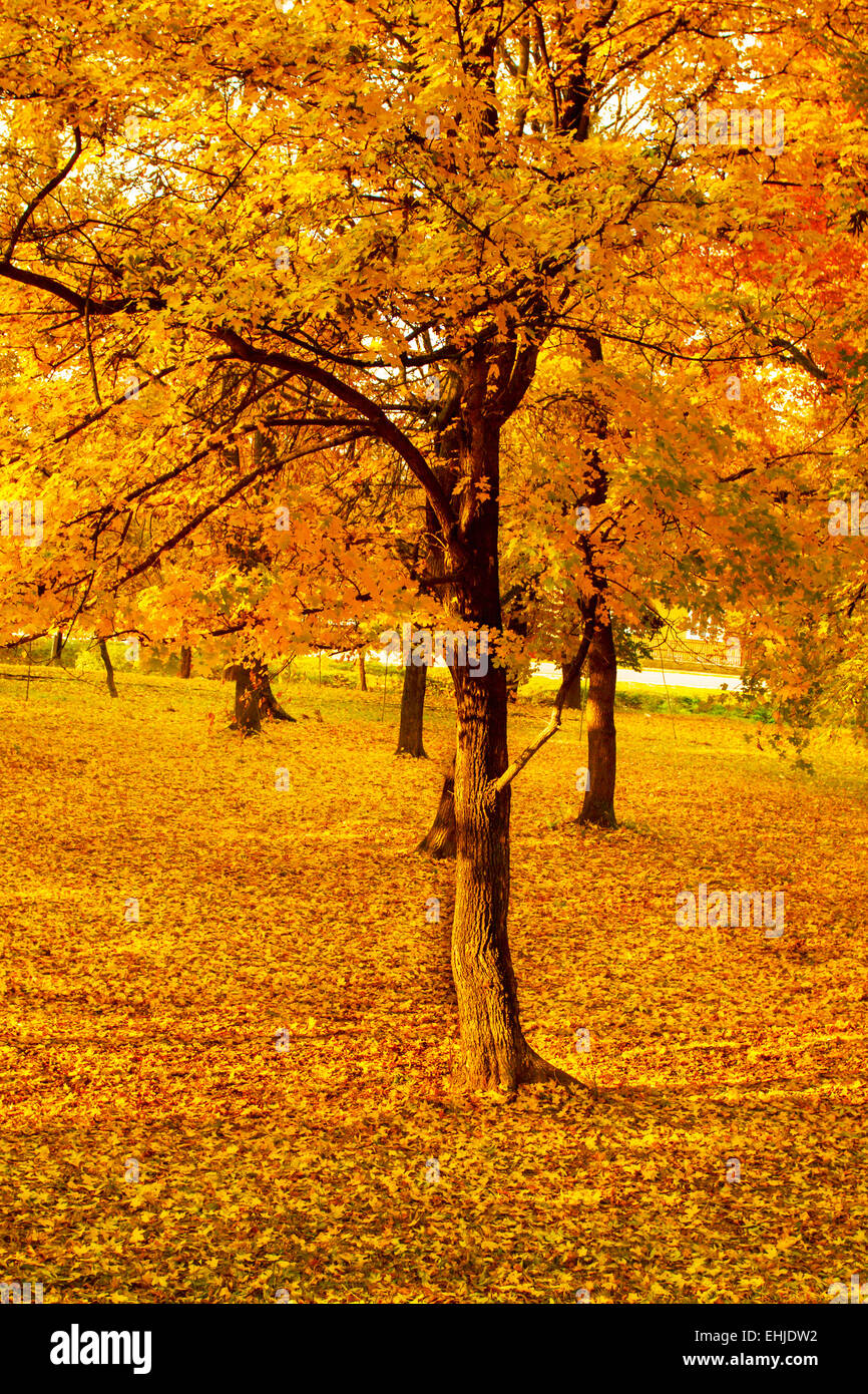 autumn landscapes Stock Photo