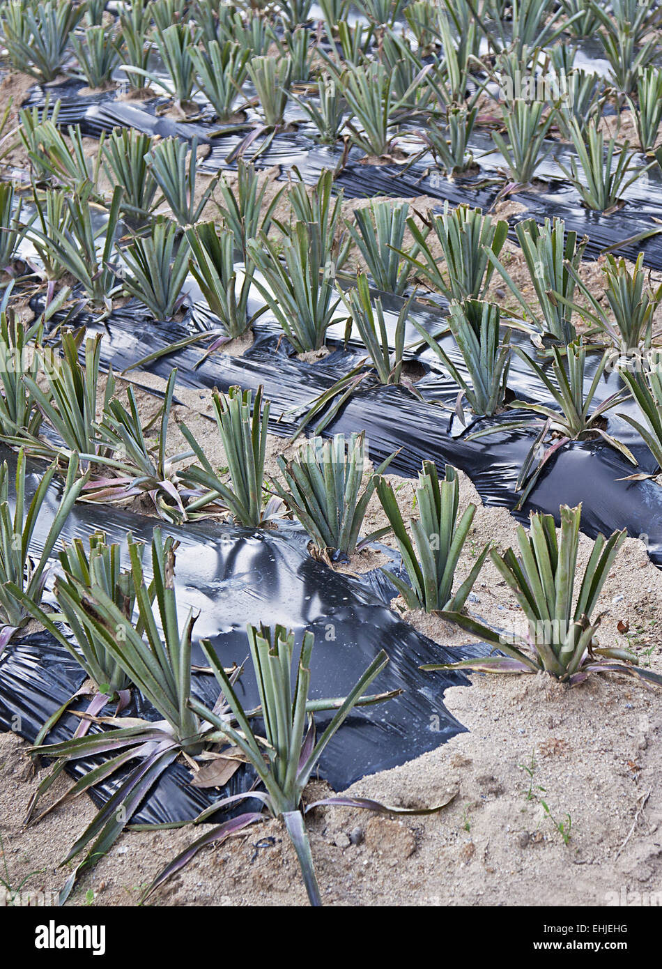 Pineapple plantation hi-res stock photography and images - Alamy