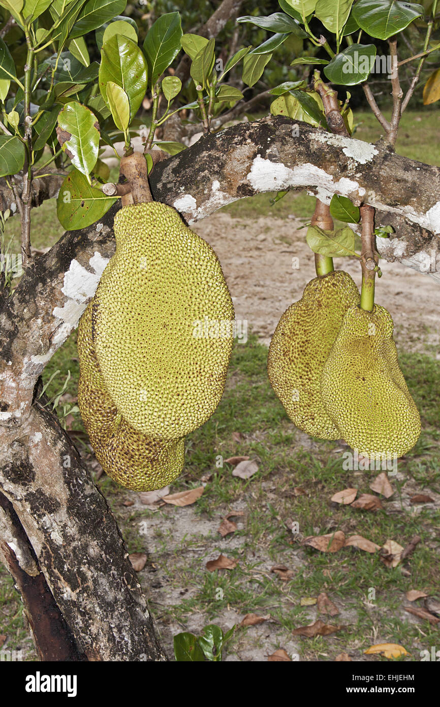 Jackfruit Stock Photo Alamy