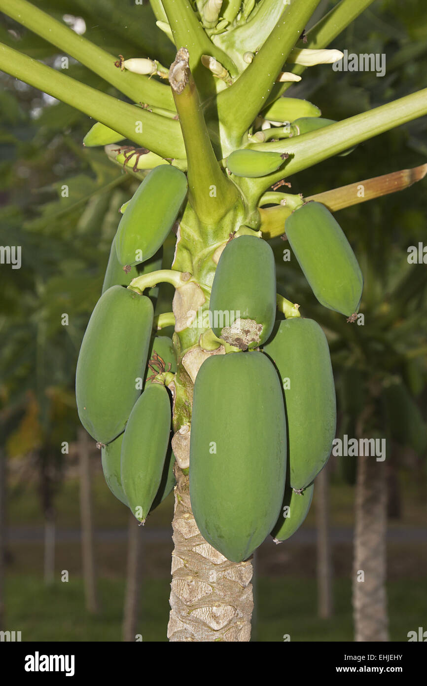 Kenya Tree Fruit Stock Photos & Kenya Tree Fruit Stock Images Alamy