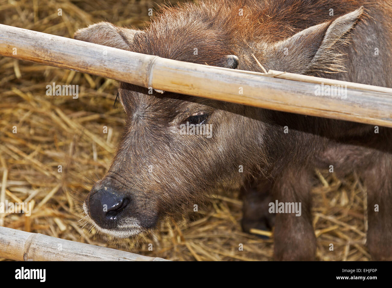 Junge nutztiere hi-res stock photography and images - Alamy