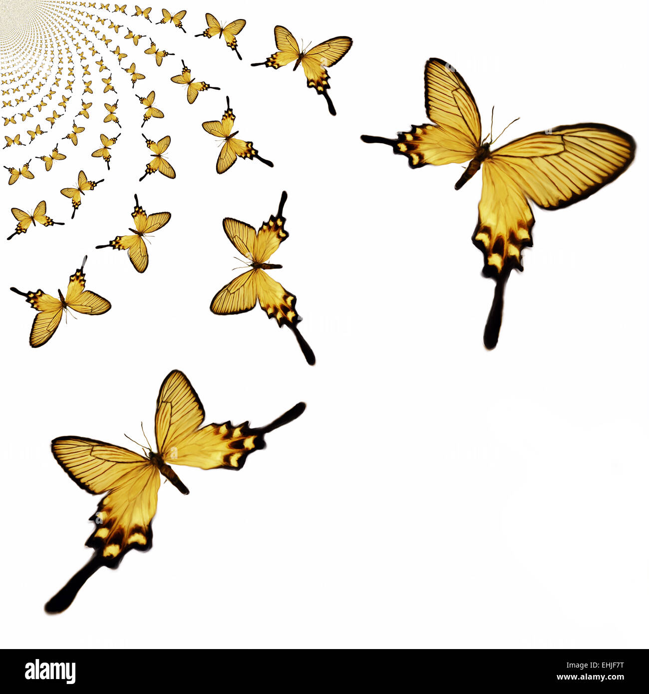 Types of butterflies hires stock photography and images Alamy