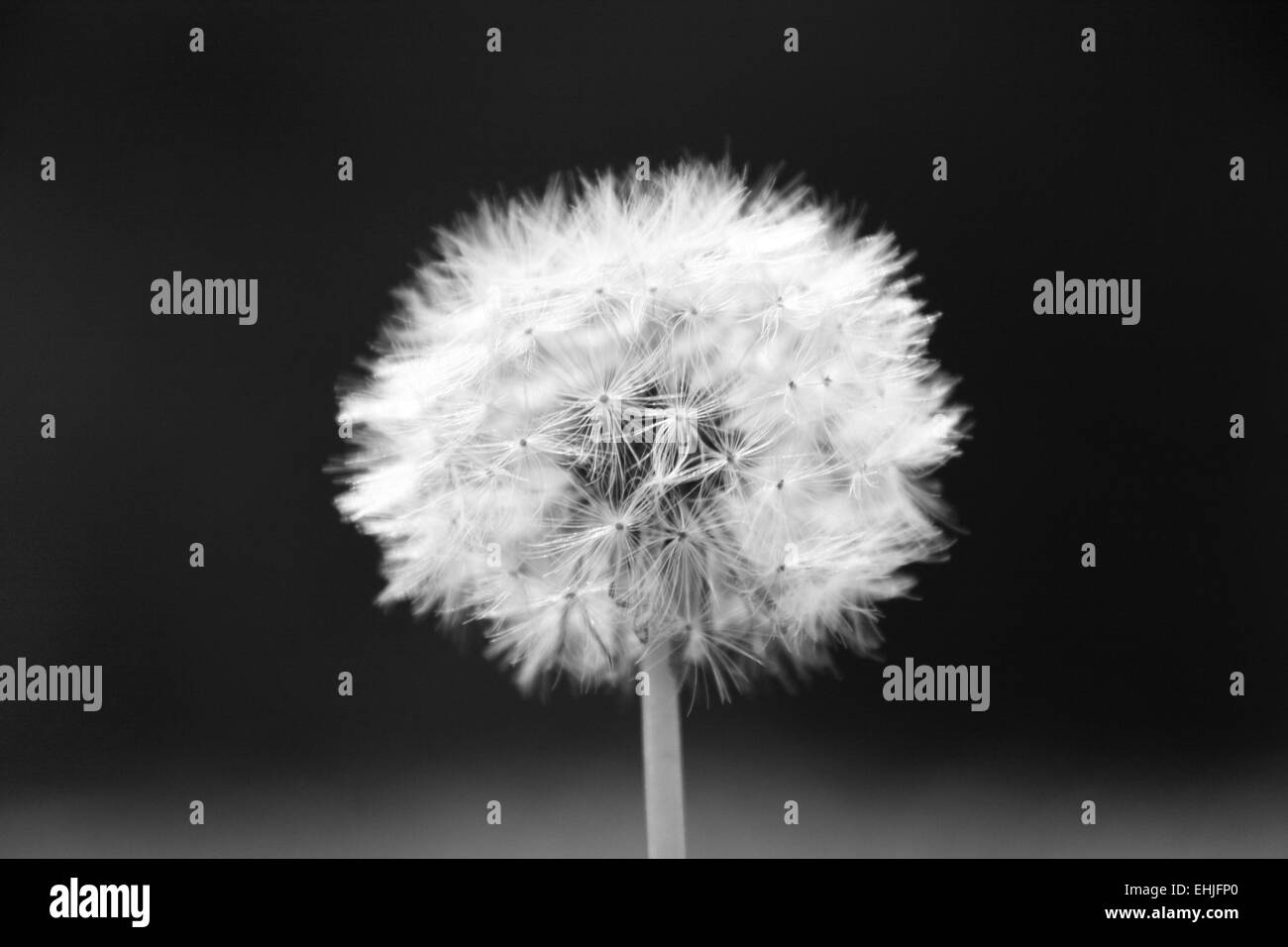 With black seeds Black and White Stock Photos & Images - Alamy